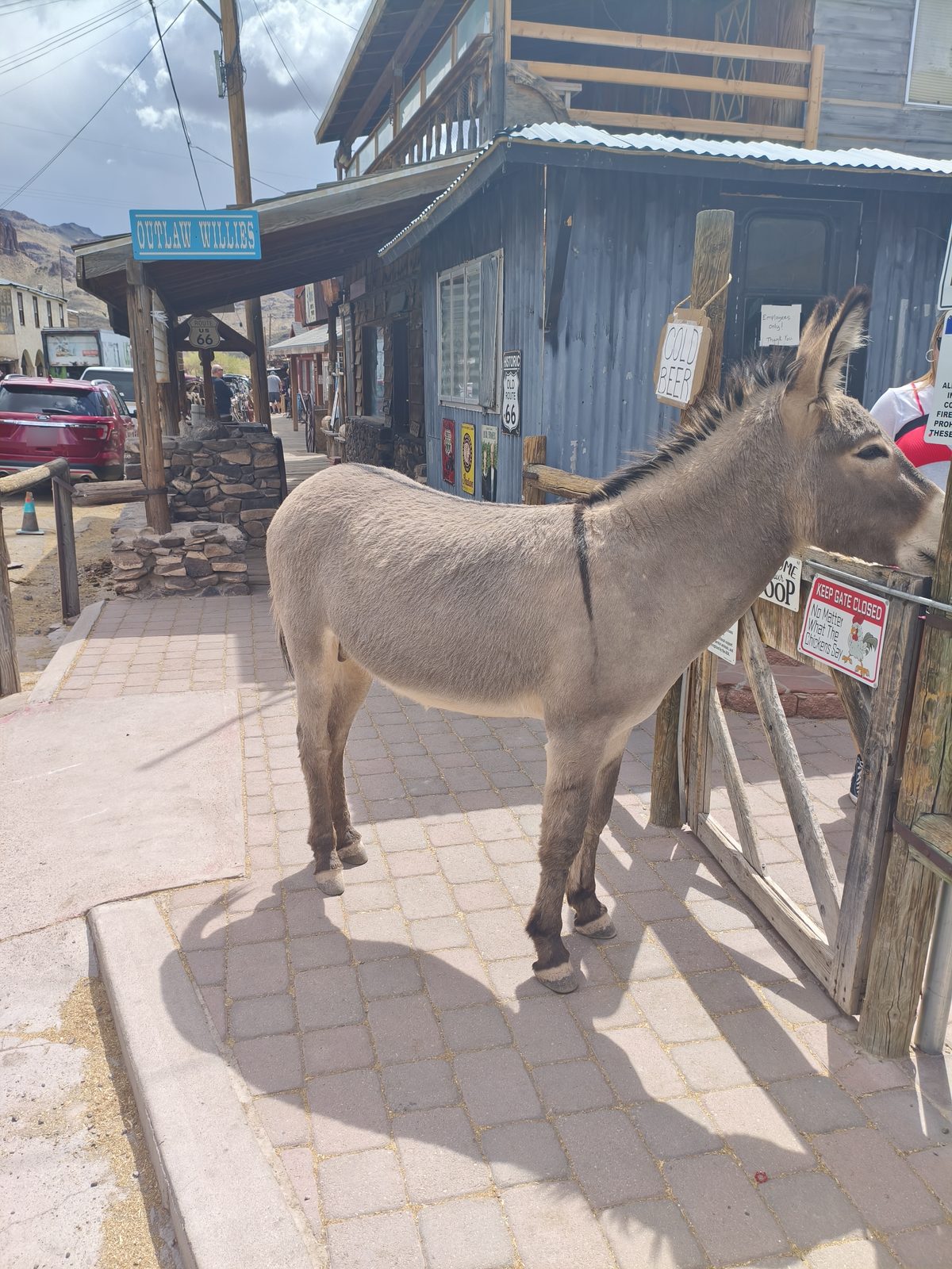 Que faire à Oatman, le village western aux ânes sauvages de la Route 66